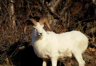 Dall's Sheep, Ram