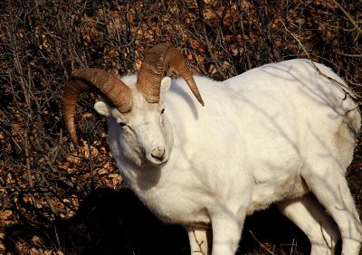 Dall's Sheep, Ram