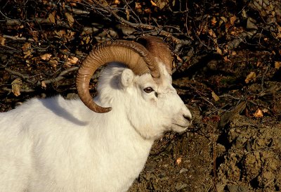 Dall's Sheep, Ram