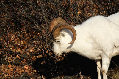 Dall's Sheep, Ram