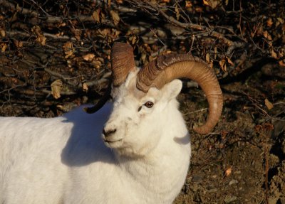 Dall's Sheep, Ram