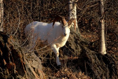Dall's Sheep, Ram