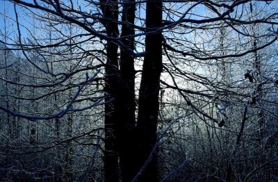 Ice Forest