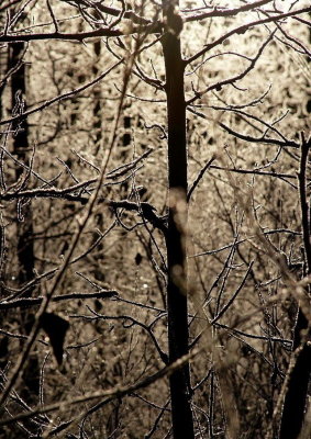 Ice Forest
