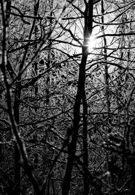 Ice Forest