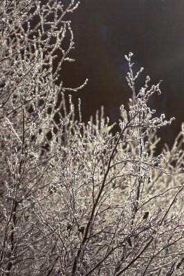 Ice Forest