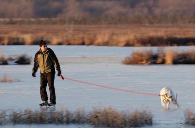 Walkin' The Dog