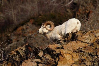 Dall's Sheep - Ram