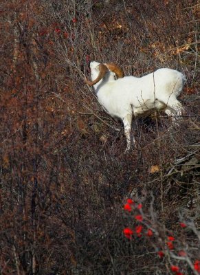 Dall's Sheep - Ram