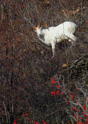 Dall's Sheep - Ram