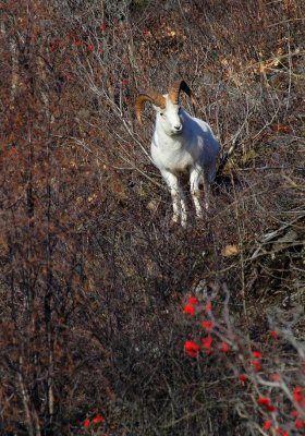 Dall's Sheep - Ram
