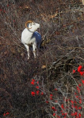 Dall's Sheep - Ram