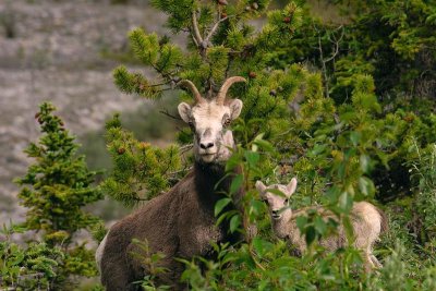 Stone's Sheep With Lamb