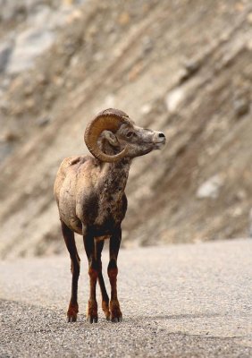 Big Horn Sheep - Ram