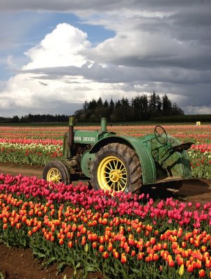 Tulips & John Deere