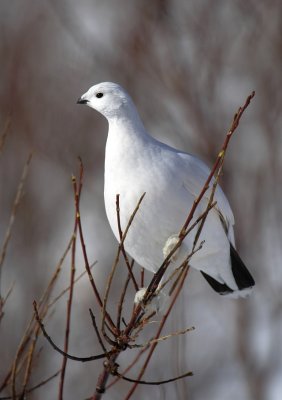 Ptarmigan