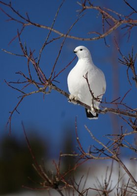 Ptarmigan