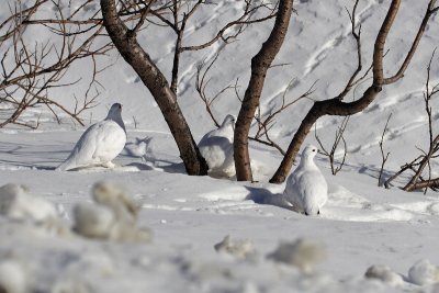 Ptarmigan