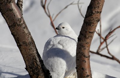 Ptarmigan