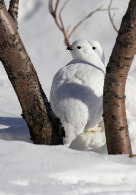 Ptarmigan