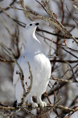 Ptarmigan