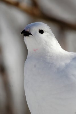 Ptarmigan