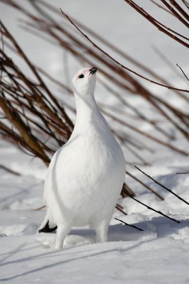 Ptarmigan