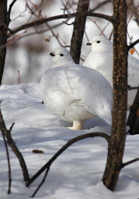 Ptarmigan