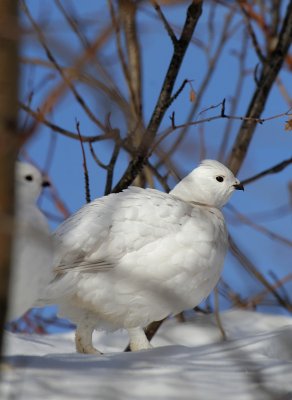 Ptarmigan