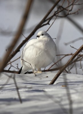 Ptarmigan