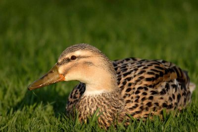 Mallard Duck, Female