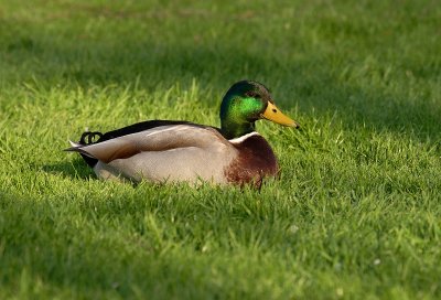 Mallard Duck, Male