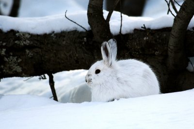 Snowshoe Hare