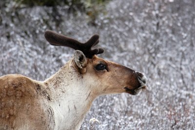 Caribou