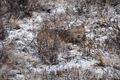 Lynx