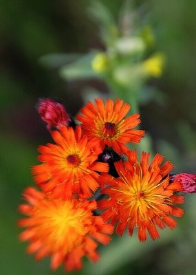 Orange Hawkweed