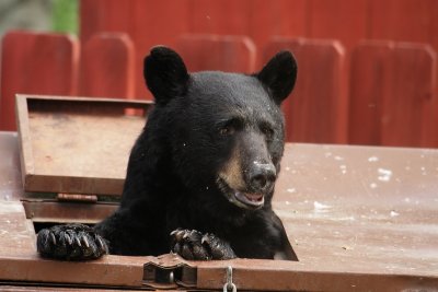 Dumpster Diver