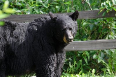 Black Bear