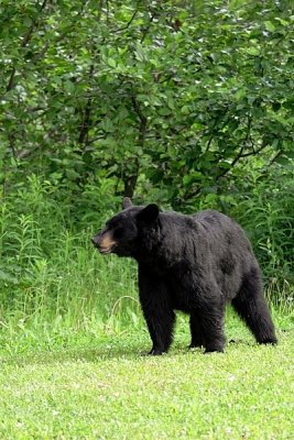 Black Bear