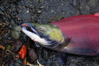 A Male Russian River Red In Full Spawning Colors