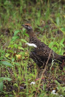 Spruce Grouse