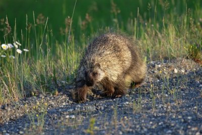 Porcupine