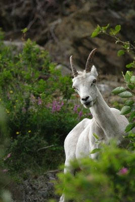 Dall's Sheep