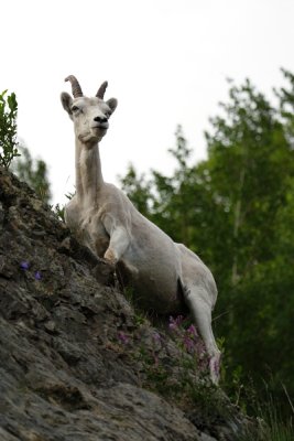 Dall's Sheep