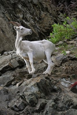 Dall's Sheep