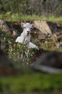 Dall's Sheep