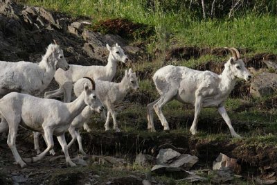 Dall's Sheep