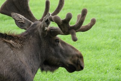 Bull Moose