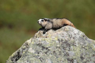 A Chubby Marmot Enjoying The Afternoon Sun