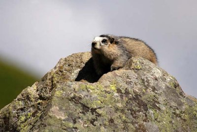 Hoary Marmot, The Whistle Pig